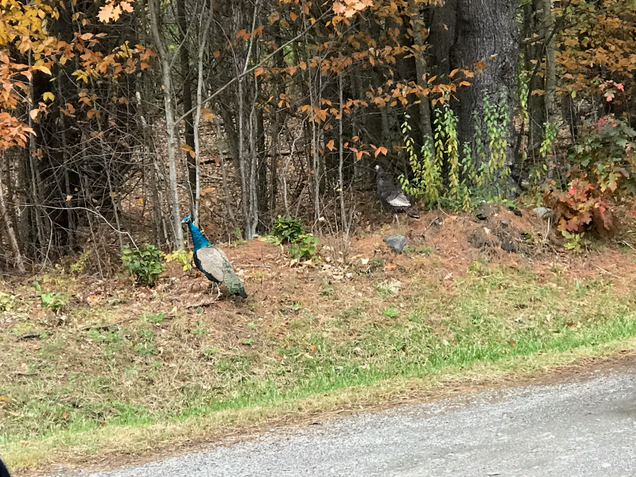 Pea spotted in the wild with a friend.
